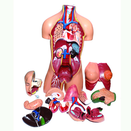 HUMAN TORSO MALE / FEMALE MAGNETIC 