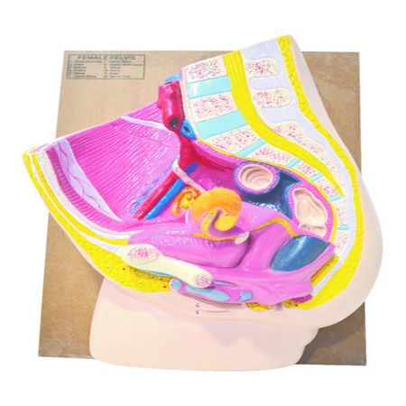 FEMALE REPRODUCTIVE SYSTEMFemale Pelvis - Standard