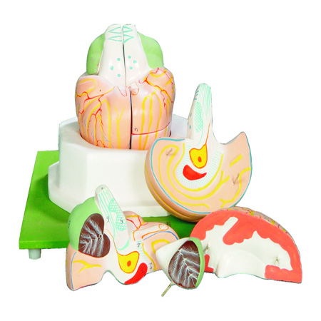 HUMAN BRAIN - 4 Parts