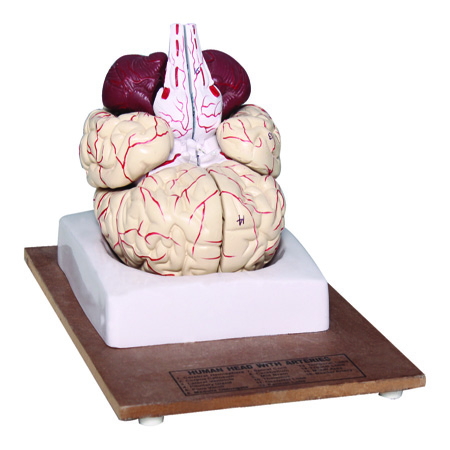 HUMAN BRAIN - 8 Parts