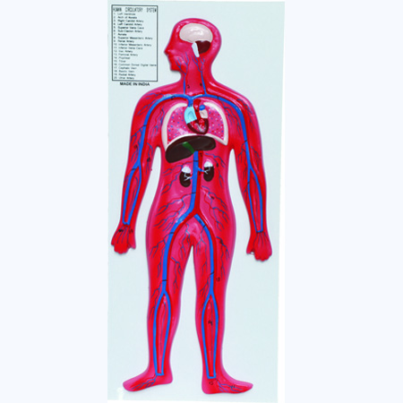HUMAN CIRCULATORY SYSTEM Large Size 12â€ x 32â€