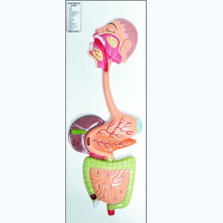 HUMAN DIGESTIVE SYSTEM Large Size 12â€ x 32â€