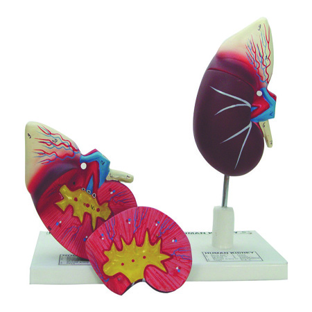 HUMAN-KIDNEY-MODEL-2-PARTS-ON-STAND.jpg