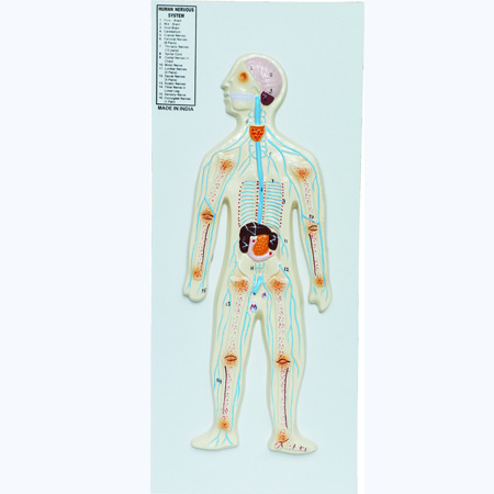 HUMAN NERVOUS SYSTEM Standard Size 9â€ x 21â€