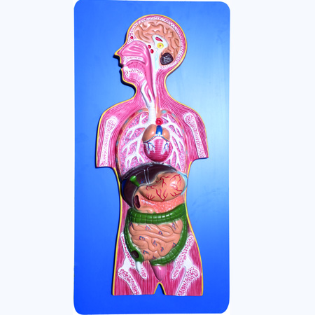 HUMAN RESPIRATORY SYSTEMLarge Size 12â€ x 32â€