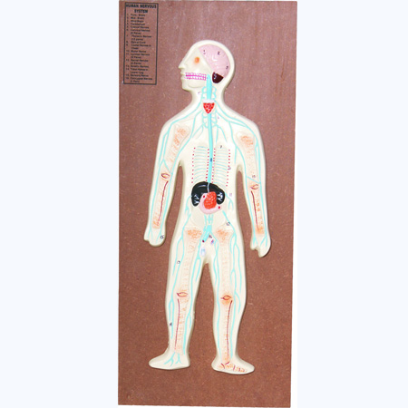 HUMAN SKELETON SYSTEM Large Size 12â€ x 32â€