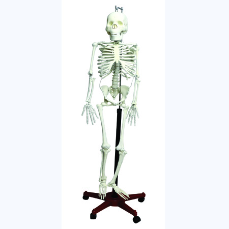 HUMAN SKELETON & STAND