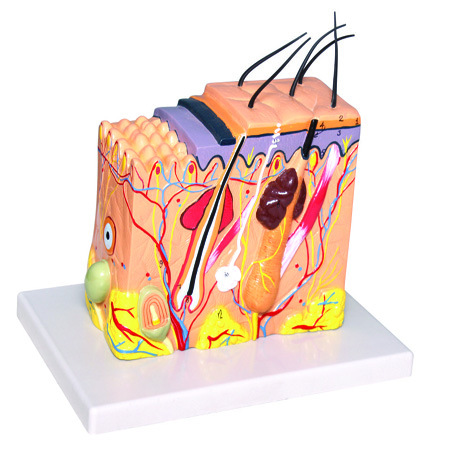 HUMAN SKIN MODEL-70 Times Enlarge, 3D