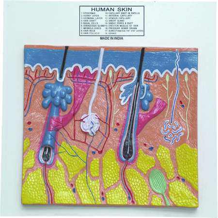 HUMAN SKIN MODEL 70 Times Enlarged