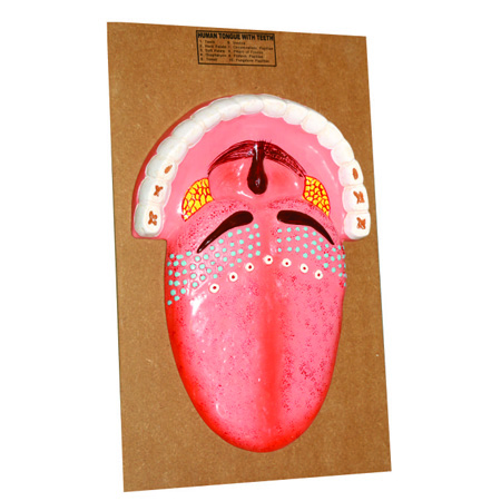 HUMAN TONGUE 2.5 Times Life Size