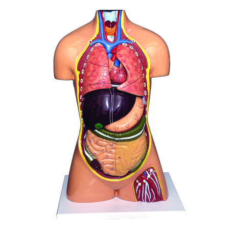 HUMAN TORSO WITHOUT HEAD - 7 Parts