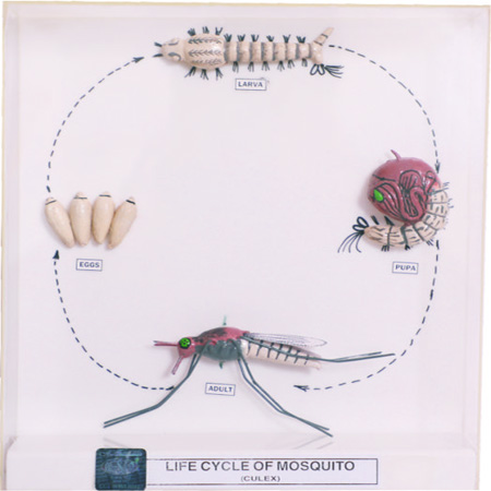 LIFE CYCLE MOSQUITO
