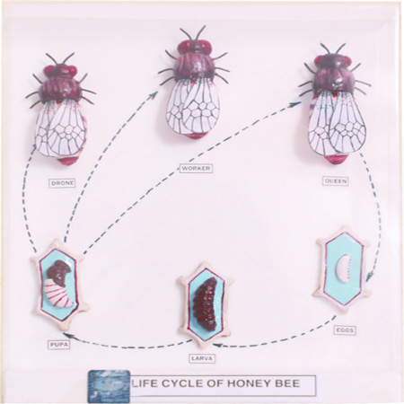 LIFE CYCLE HONEY BEE