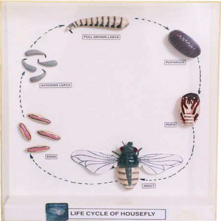 LIFE CYCLE  OF HOUSEFLY