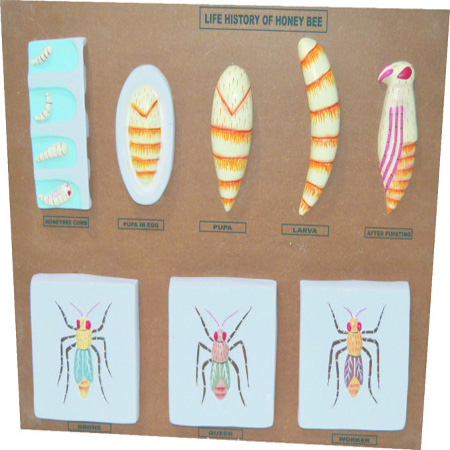 LIFE HISTORY OF HONEY BEE