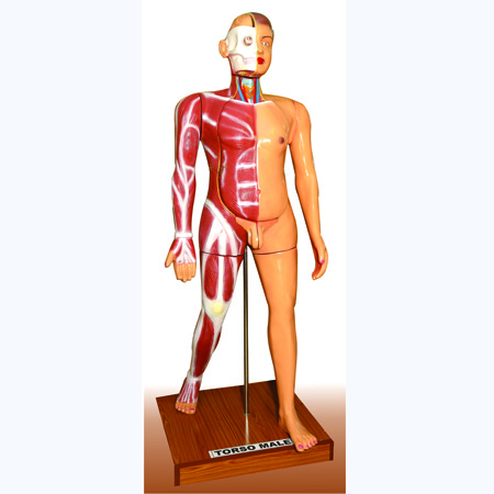 LIFE SIZE MALE MUSCULAR FIGURE 18 Parts LIFE 