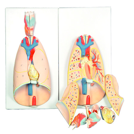 LUNGS MODEL WITH LARYNX 7 Parts