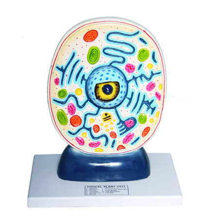PLANT-CELL-MODEL.jpg