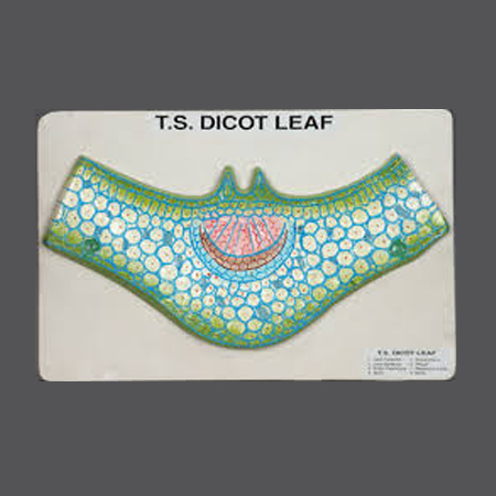 dicot-leaf-ts.jpg