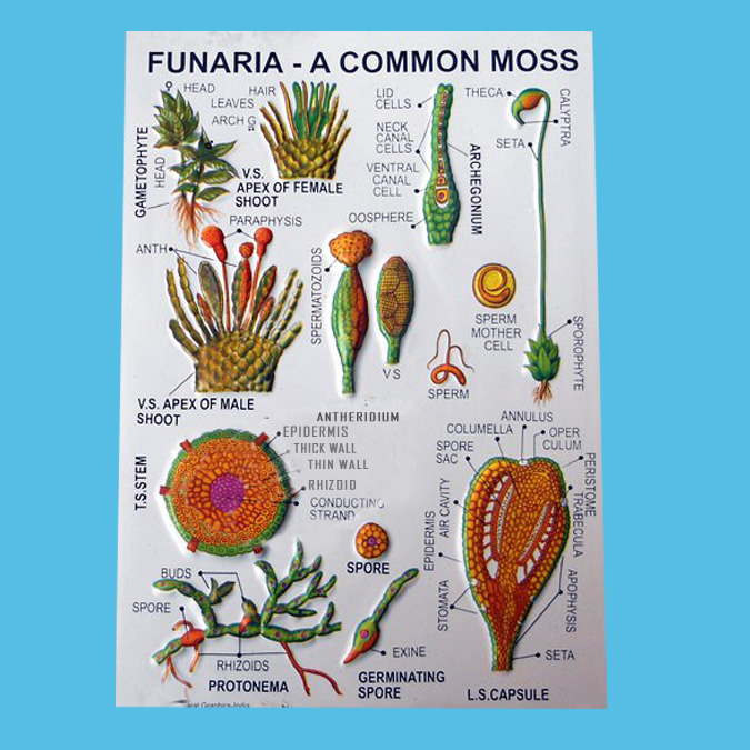 funaria-plant.jpg
