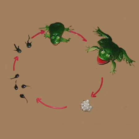 LIFE HISTORY FROG (Development of Frog)