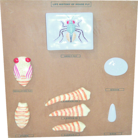 LIFE-HISTORY-OF-HOUSE-FLY.jpg